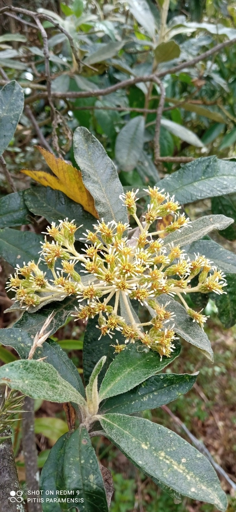 Linochilus tenuifolius photo 6