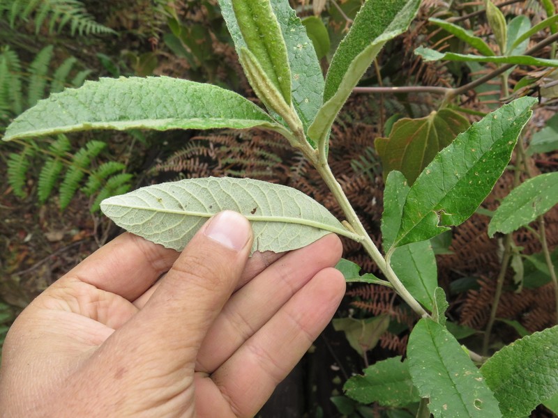 Linochilus tenuifolius photo 7
