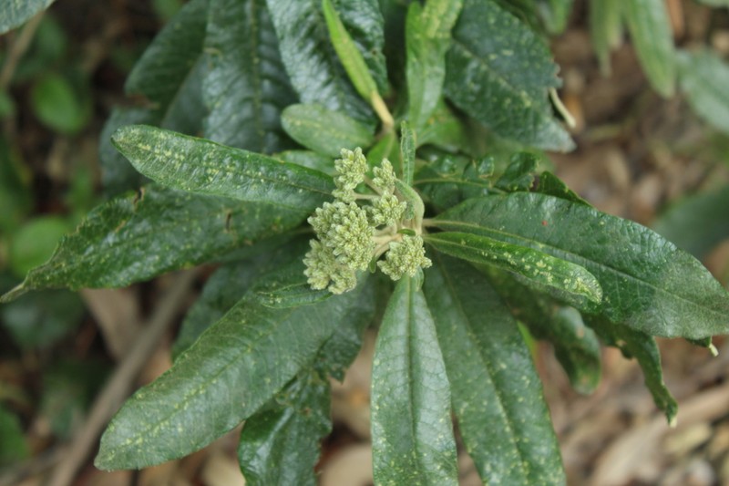 Linochilus tenuifolius photo 8