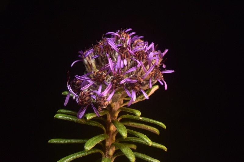 Linochilus violaceus