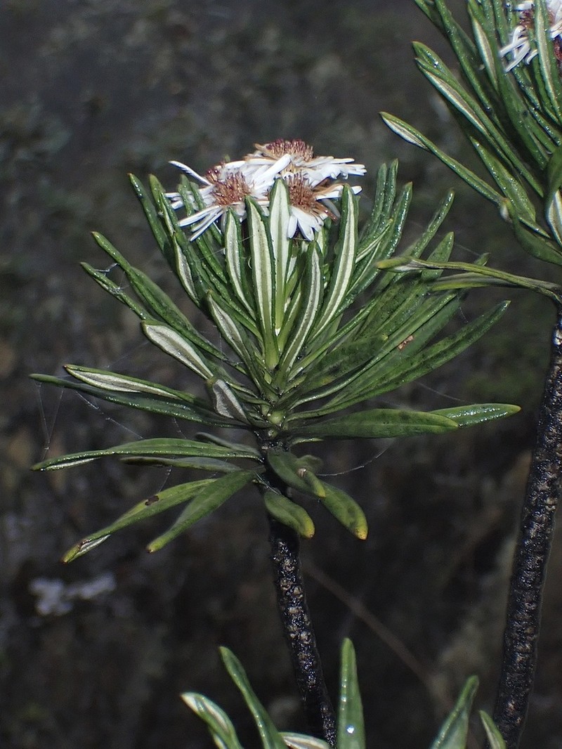 Linochilus weddellii photo 2