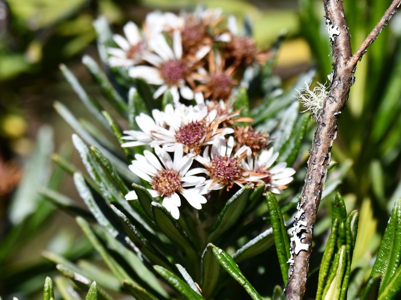 Linochilus weddellii photo 3