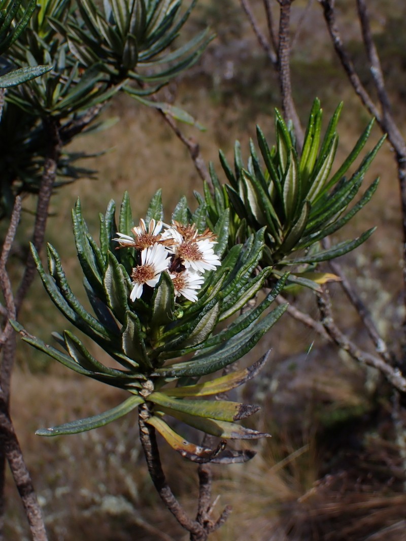 Linochilus weddellii photo 5