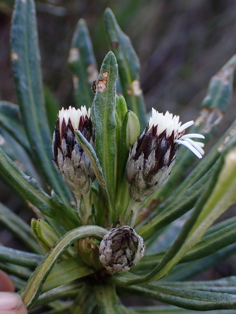 Linochilus weddellii photo 6