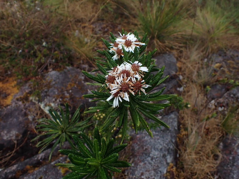 Linochilus weddellii photo 7