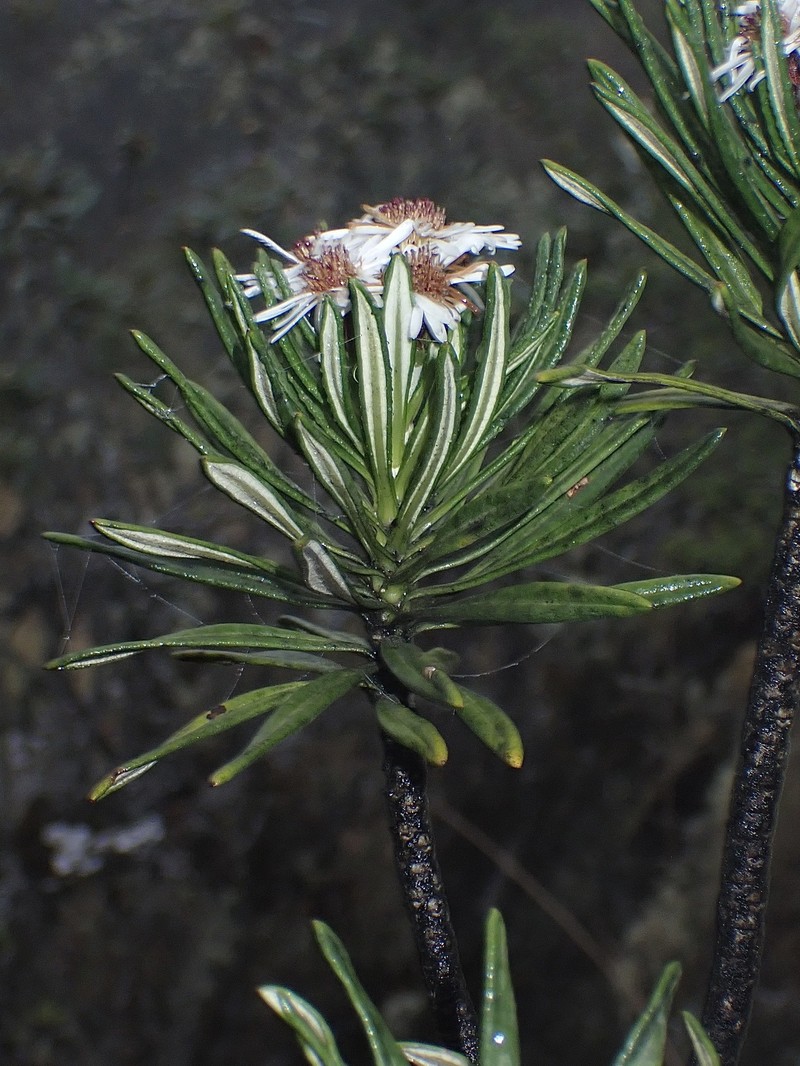 Linochilus weddellii photo 8
