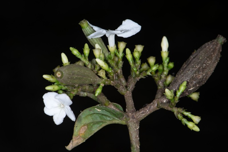 Lintersemina chucuriensis