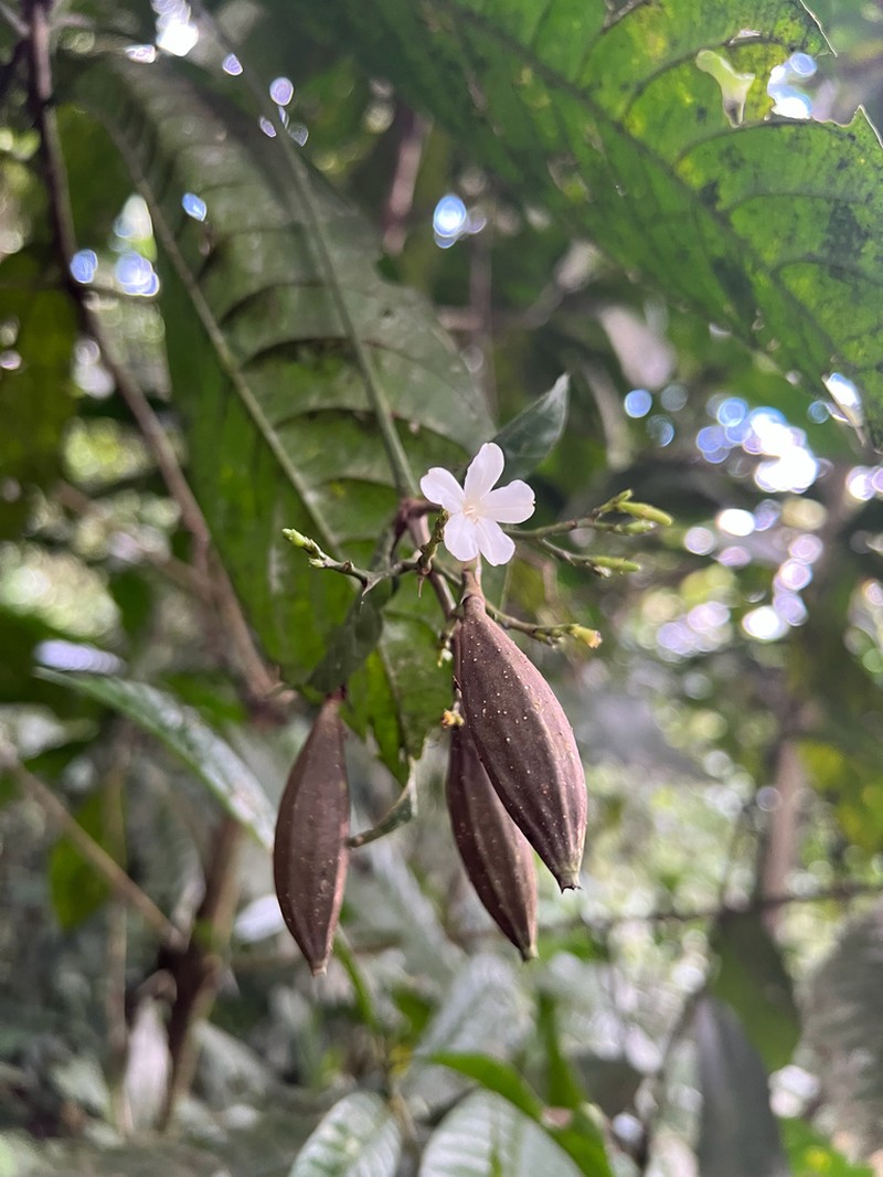 Lintersemina chucuriensis photo 2