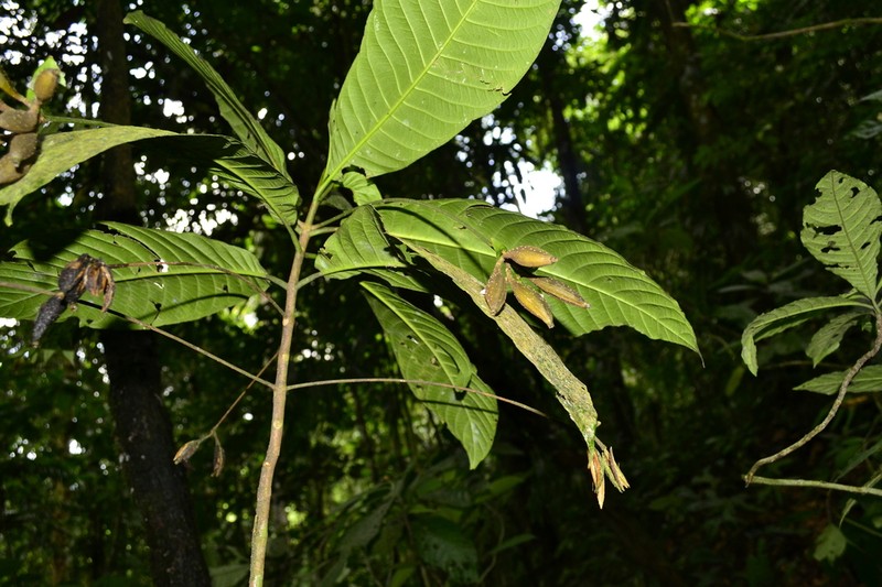 Lintersemina chucuriensis photo 3