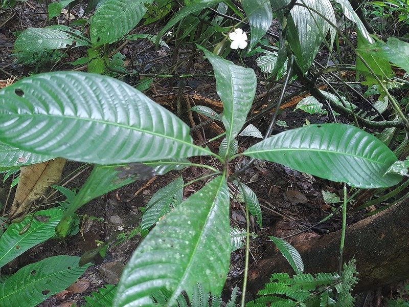 Lintersemina chucuriensis photo 5