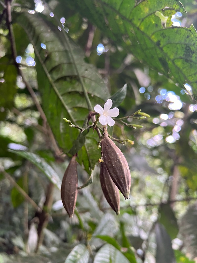 Lintersemina chucuriensis photo 6