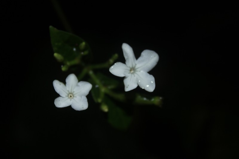 Lintersemina chucuriensis photo 7