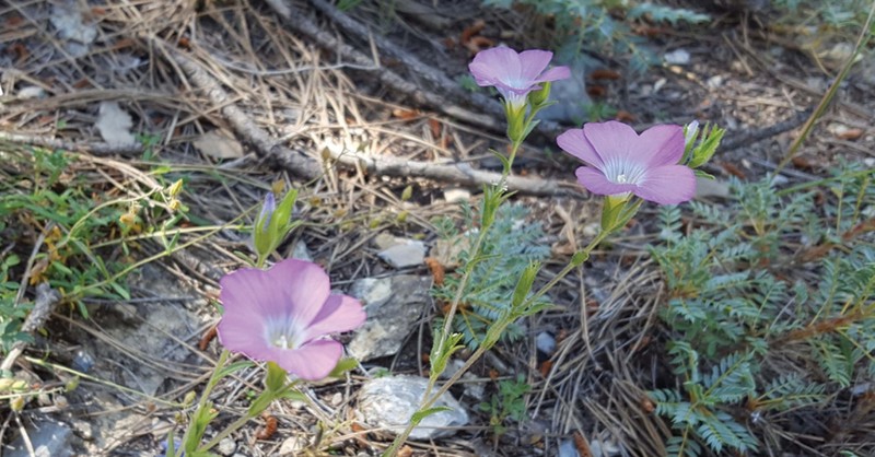 Linum aksehirense
