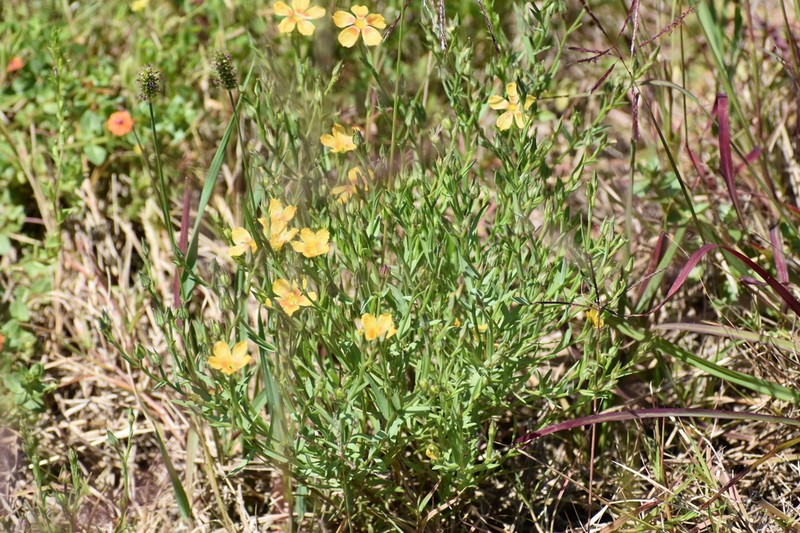 Winged Flax photo 2