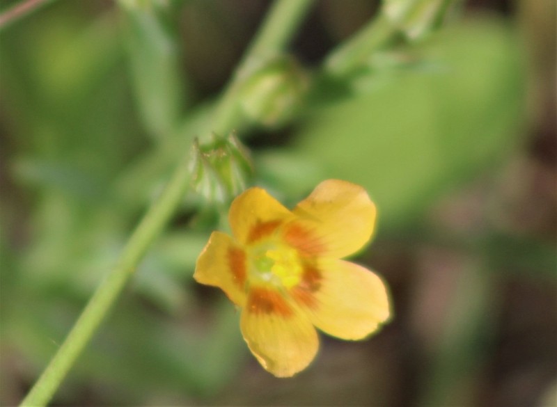 Winged Flax photo 5