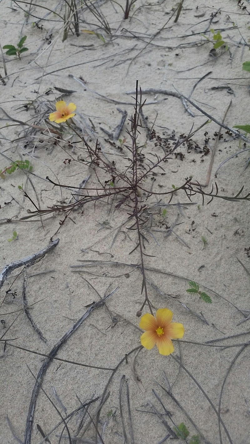 Winged Flax photo 6