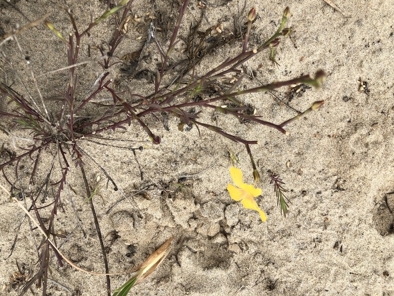 Winged Flax photo 7