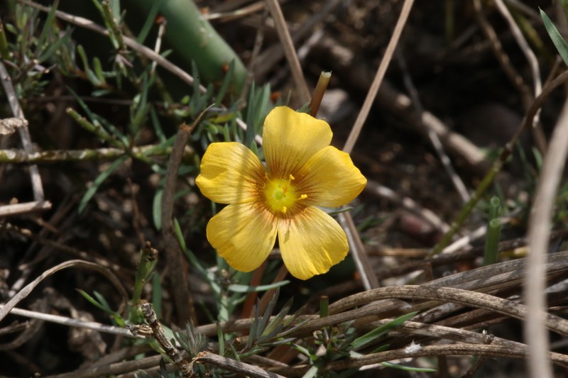 Winged Flax photo 8