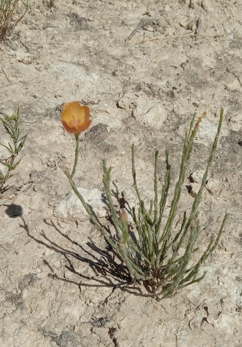 Linum allredii
