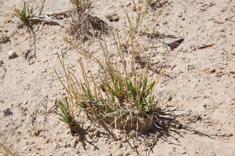 Linum allredii photo 3