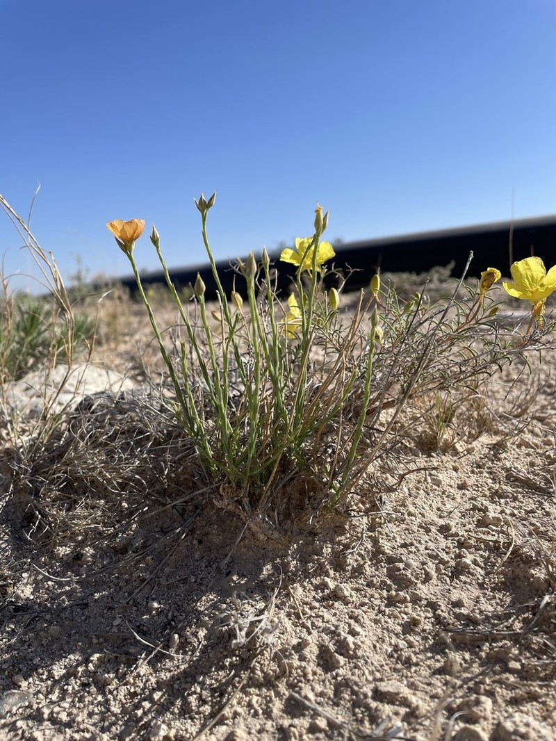 Linum allredii photo 4