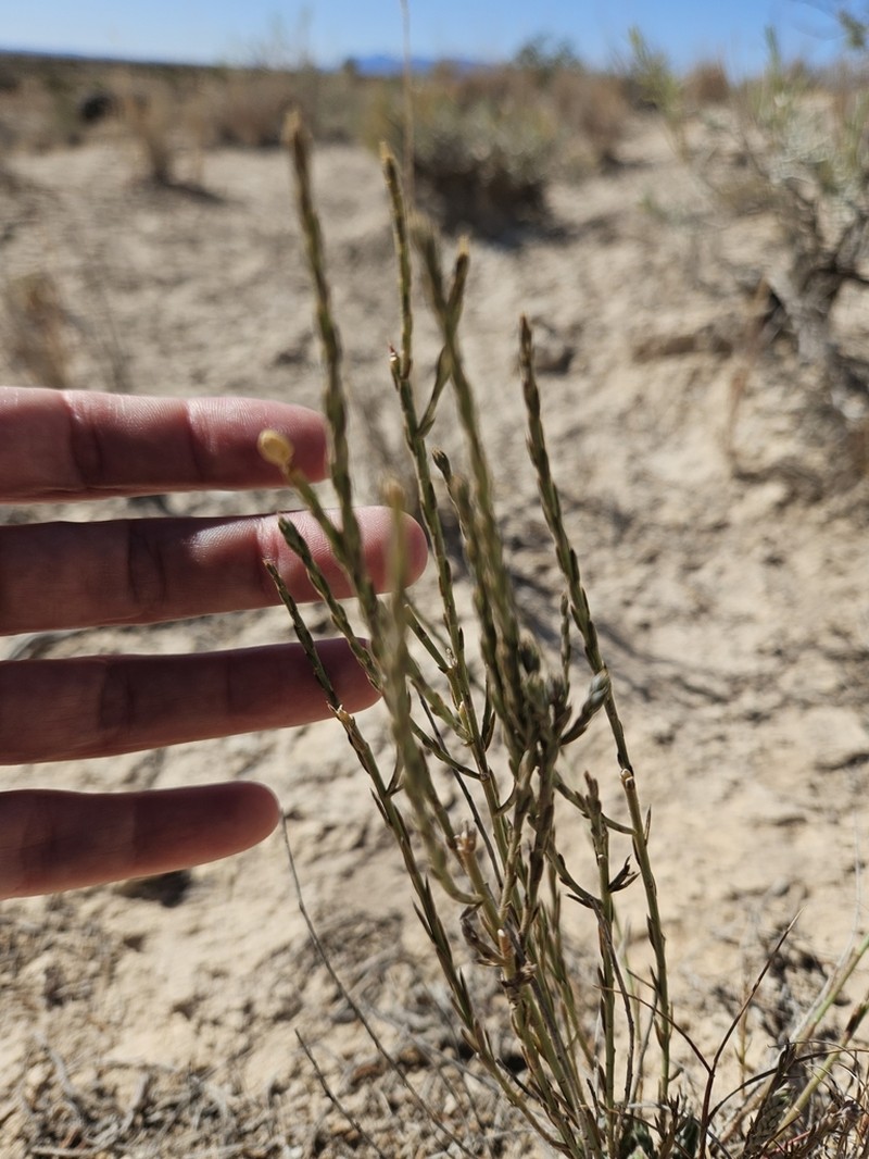 Linum allredii photo 5