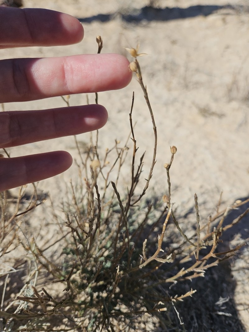 Linum allredii photo 6