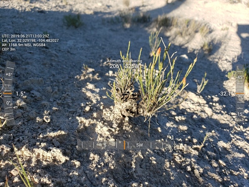 Linum allredii photo 8