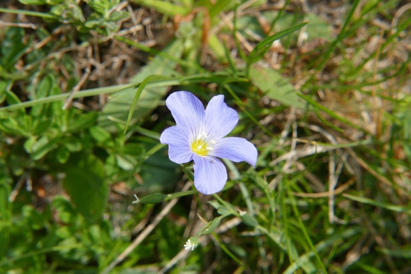 Linum alpinum subsp. alpinum