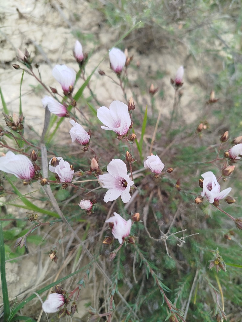 Linum appressum subsp. appressum