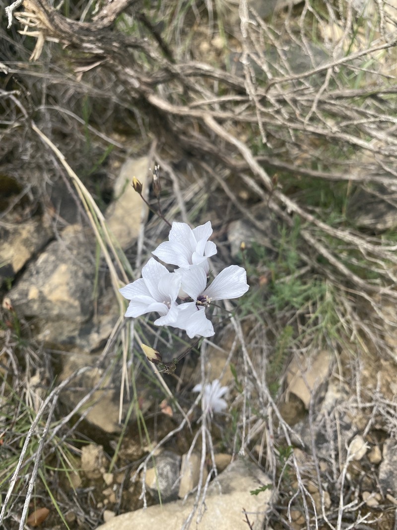 Linum appressum subsp. appressum photo 2