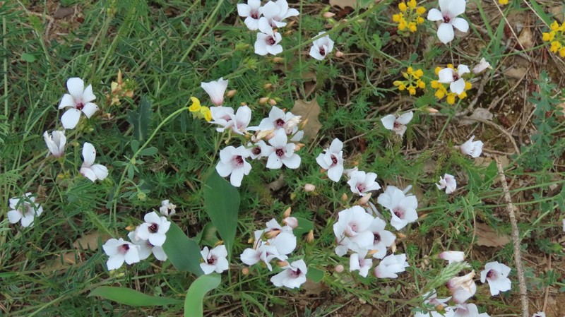 Linum appressum subsp. appressum photo 3
