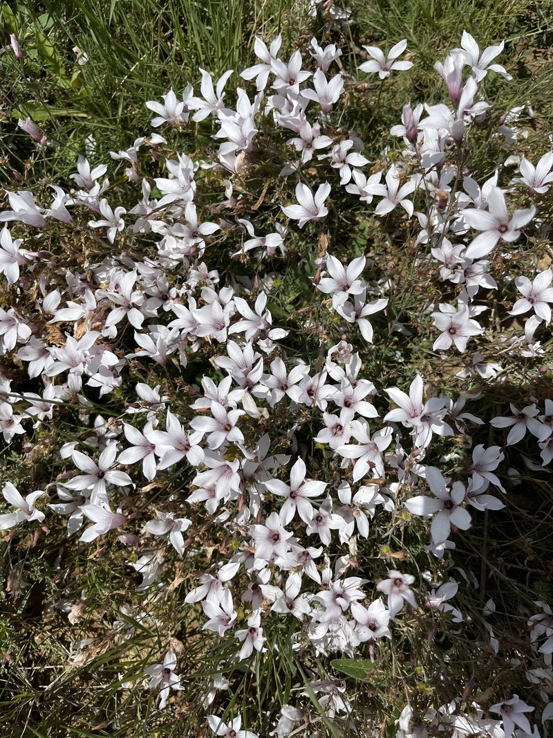 Linum appressum subsp. appressum photo 4