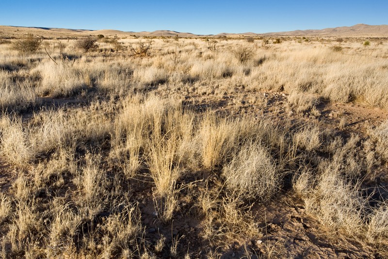 Sand Flax photo 2