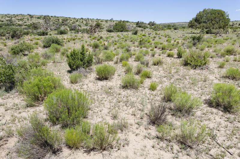 Sand Flax photo 3