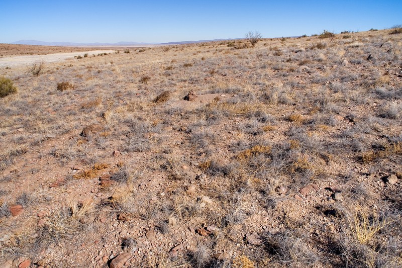 Sand Flax photo 5