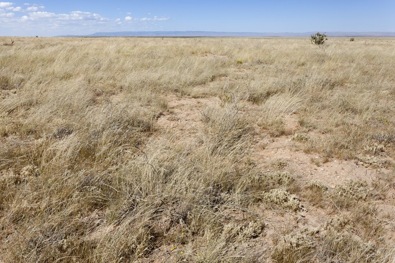 Sand Flax photo 6