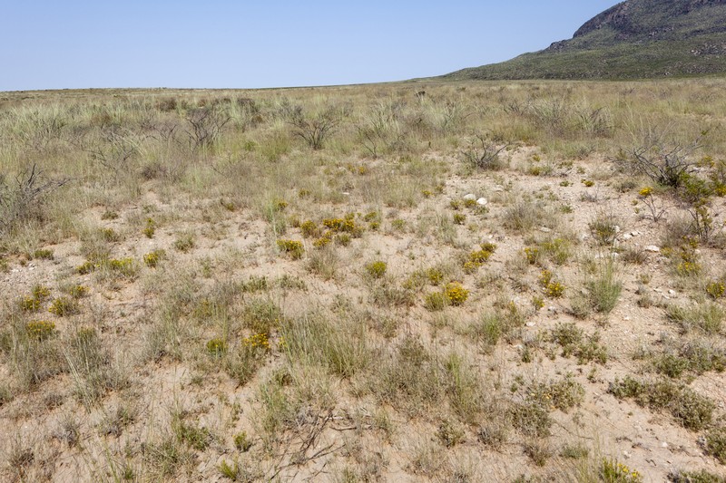 Sand Flax photo 7