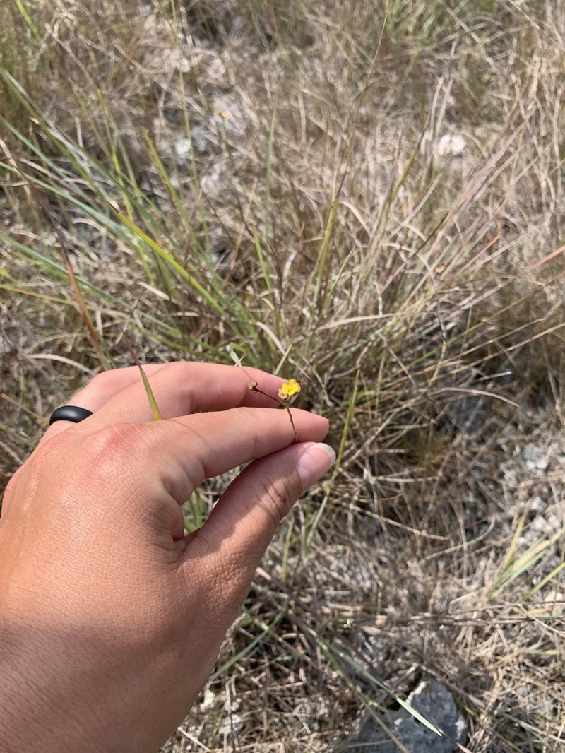 Sand Flax photo 2