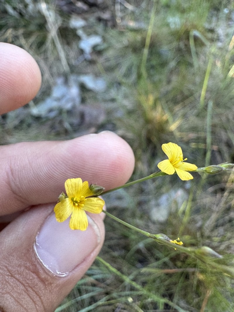 Sand Flax photo 3