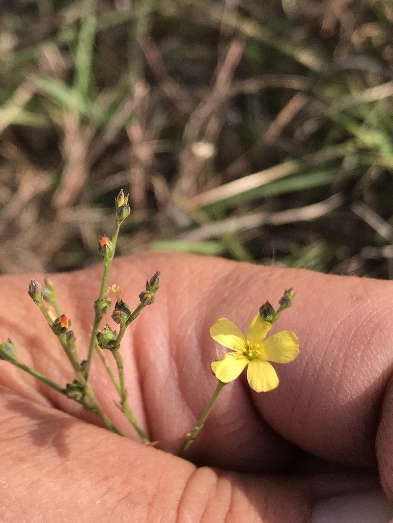 Sand Flax photo 4