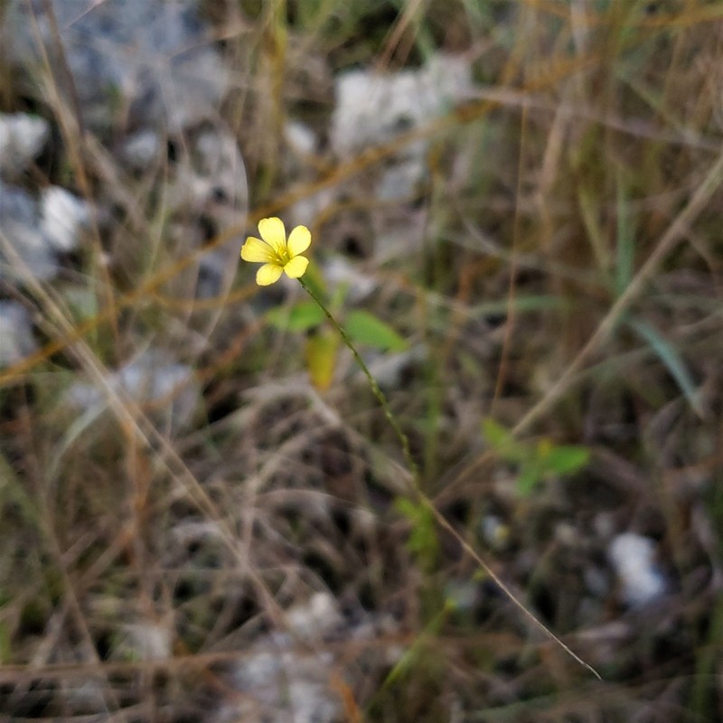 Sand Flax photo 5