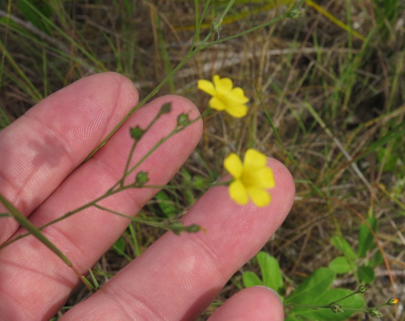 Sand Flax photo 6