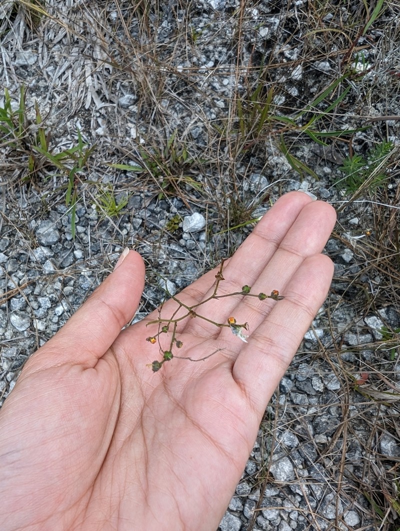 Sand Flax photo 7