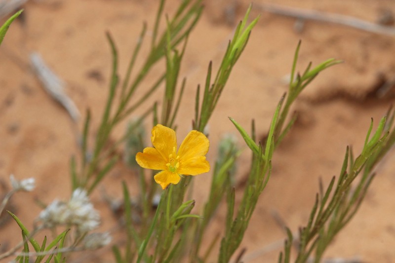 Bristle Flax photo 3