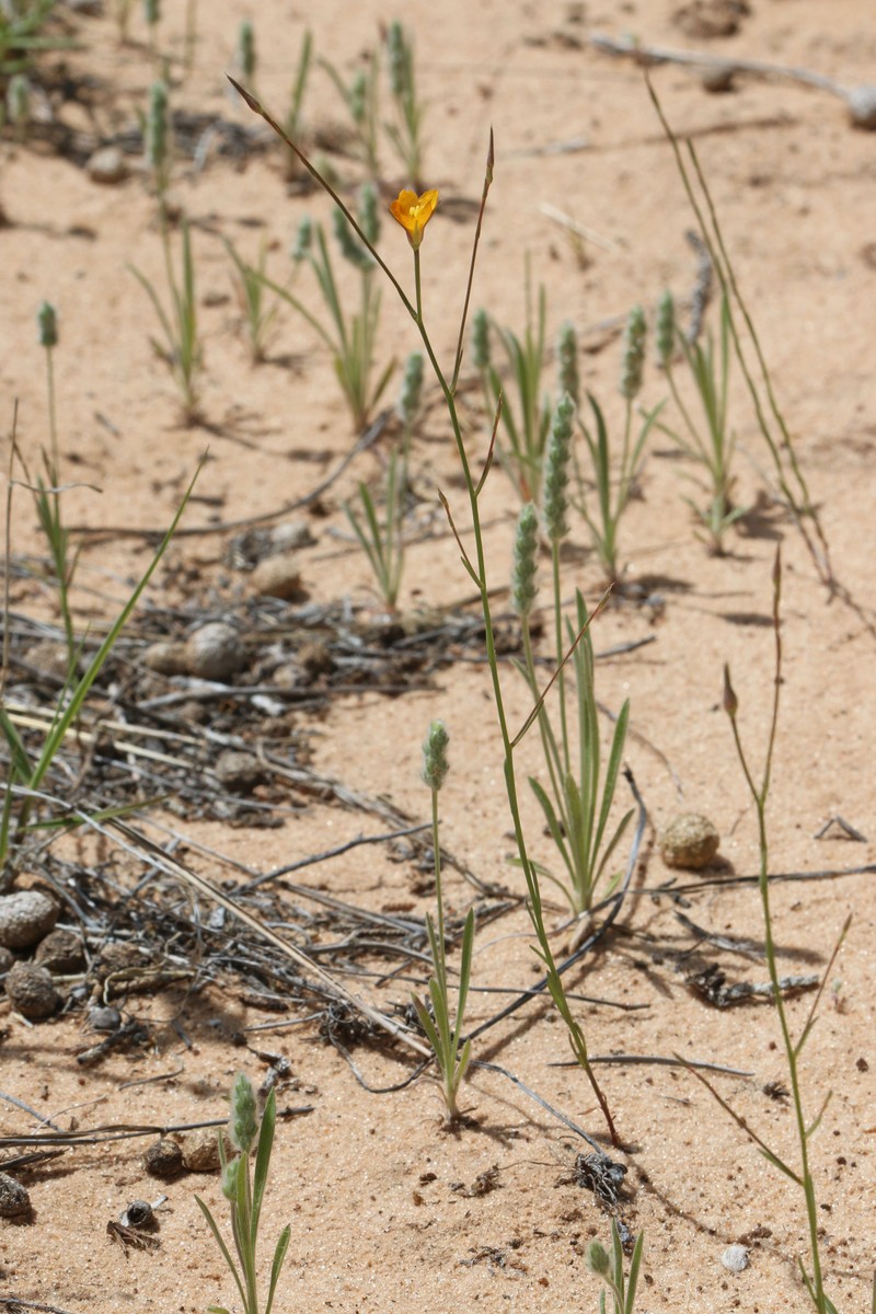 Bristle Flax photo 4