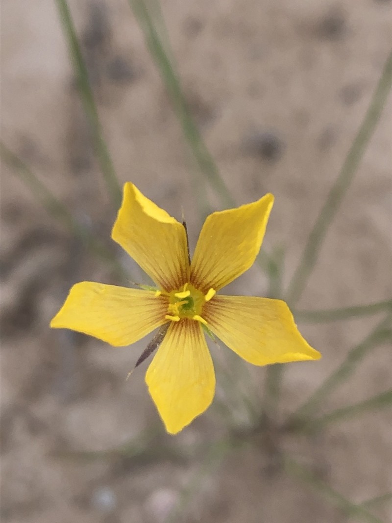 Bristle Flax