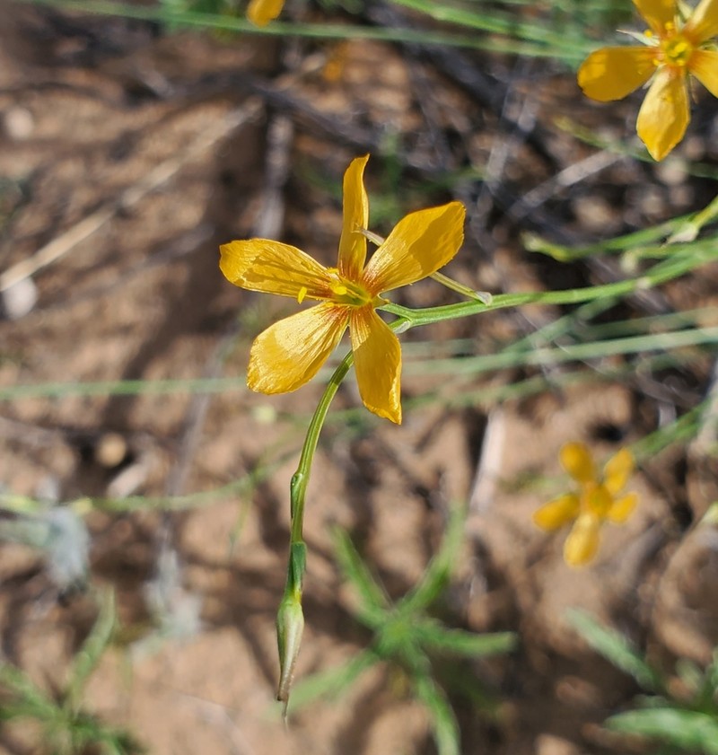 Bristle Flax photo 2