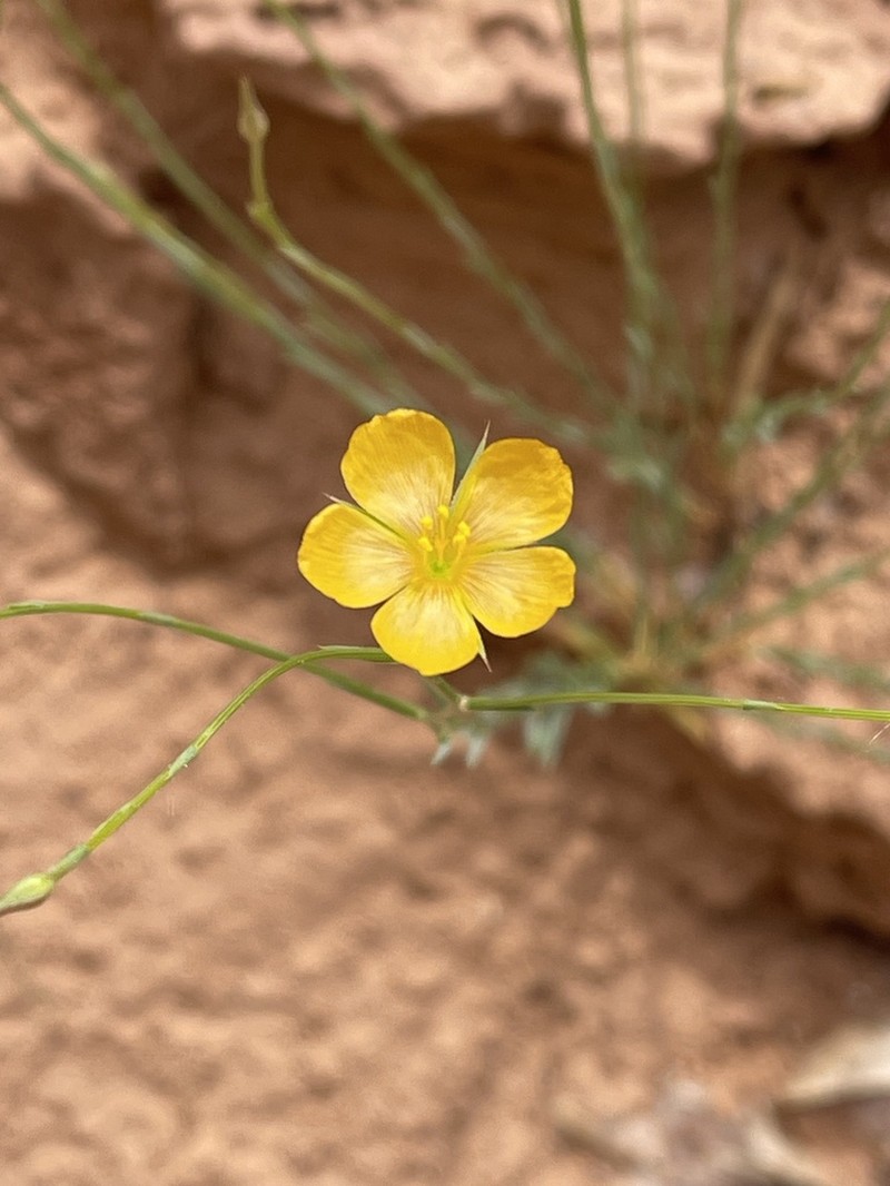 Bristle Flax photo 3