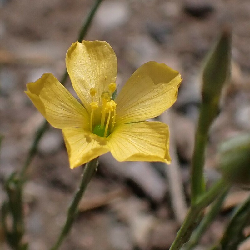 Bristle Flax photo 4
